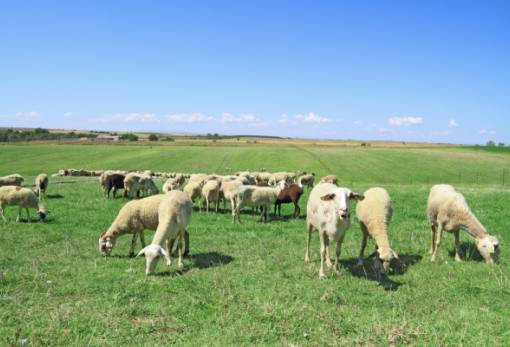 Τοξικά φυτά στους βοσκότοπους: Πώς τα ζώα μαθαίνουν να τα αποφεύγουν