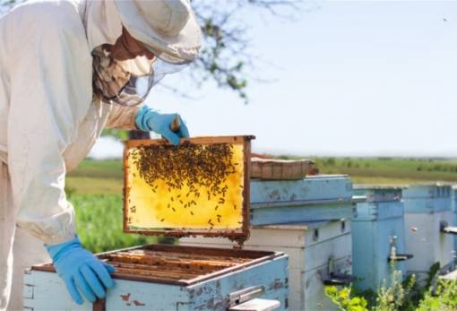 Υποβολή αιτήσεων για αντικατάσταση κυψελών και μετακινήσεις μελισσοσμηνών