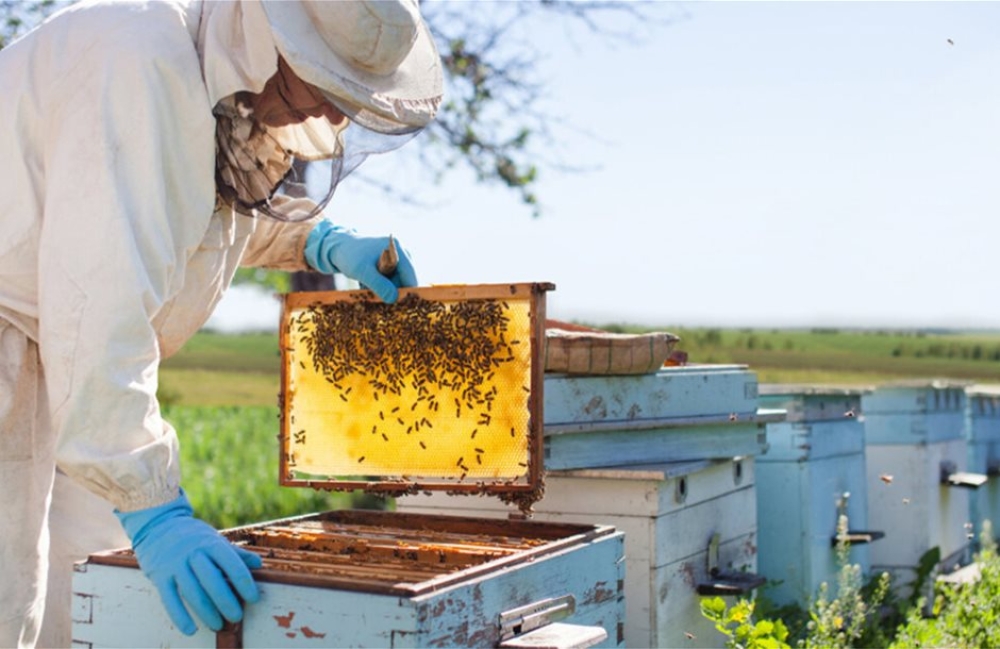 &Upsilon;&pi;&omicron;&beta;&omicron;&lambda;ή &alpha;&iota;&tau;ή&sigma;&epsilon;&omega;&nu; &gamma;&iota;&alpha; &alpha;&nu;&tau;&iota;&kappa;&alpha;&tau;ά&sigma;&tau;&alpha;&sigma;&eta; &kappa;&upsilon;&psi;&epsilon;&lambda;ώ&nu; &kappa;&alpha;&iota; &mu;&epsilon;&tau;&alpha;&kappa;&iota;&nu;ή&sigma;&epsilon;&iota;&sigmaf; &mu;&epsilon;&lambda;&iota;&sigma;&sigma;&omicron;&sigma;&mu;&eta;&nu;ώ&nu;