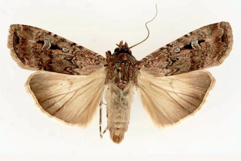 &Pi;&rho;ώ&tau;&eta; &pi;&epsilon;&rho;ί&pi;&tau;&omega;&sigma;&eta; &epsilon;&nu;&tau;ό&mu;&omicron;&upsilon; &pi;&omicron;&upsilon; &mu;&epsilon;&tau;&alpha;&nu;&alpha;&sigma;&tau;&epsilon;ύ&epsilon;&iota; &alpha;&kappa;&omicron;&lambda;&omicron;&upsilon;&theta;ώ&nu;&tau;&alpha;&sigmaf; &tau;&alpha; ά&sigma;&tau;&rho;&alpha;