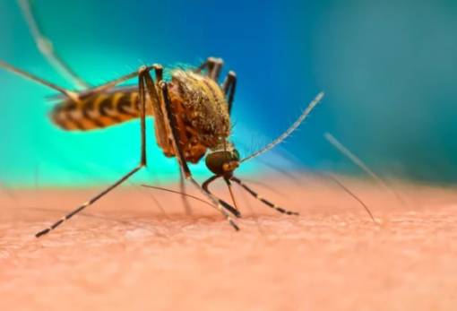 ΠΟΥ για ελονοσία: Αυξήθηκαν ξανά τα κρούσματα το 2023