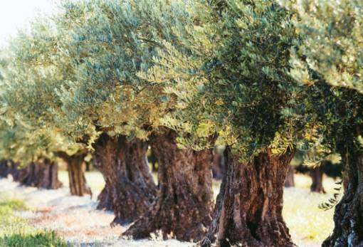 Οι εχθροί και οι ασθένειες της ελιάς