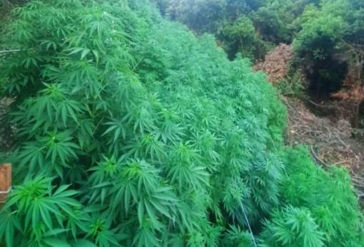 «Ξεσκεπάστηκε» χασισοφυτεία στην Τάραψα (VIDEO-ΦΩΤΟ)