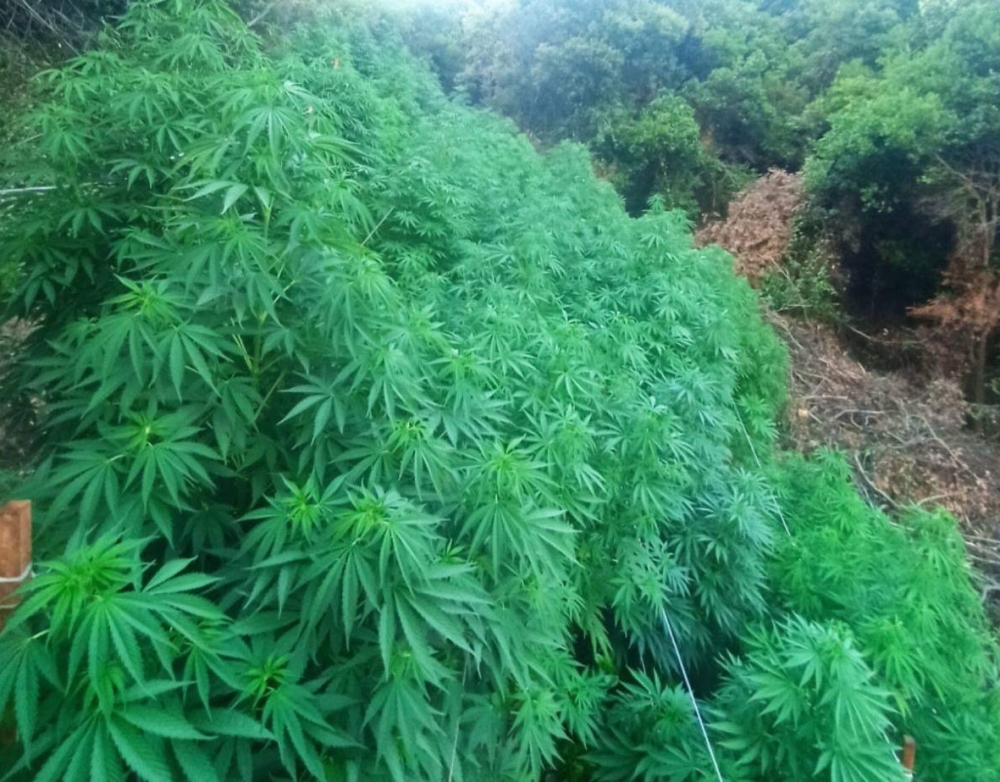 &laquo;&Xi;&epsilon;&sigma;&kappa;&epsilon;&pi;ά&sigma;&tau;&eta;&kappa;&epsilon;&raquo; &chi;&alpha;&sigma;&iota;&sigma;&omicron;&phi;&upsilon;&tau;&epsilon;ί&alpha; &sigma;&tau;&eta;&nu; &Tau;ά&rho;&alpha;&psi;&alpha; (VIDEO-&Phi;&Omega;&Tau;&Omicron;)