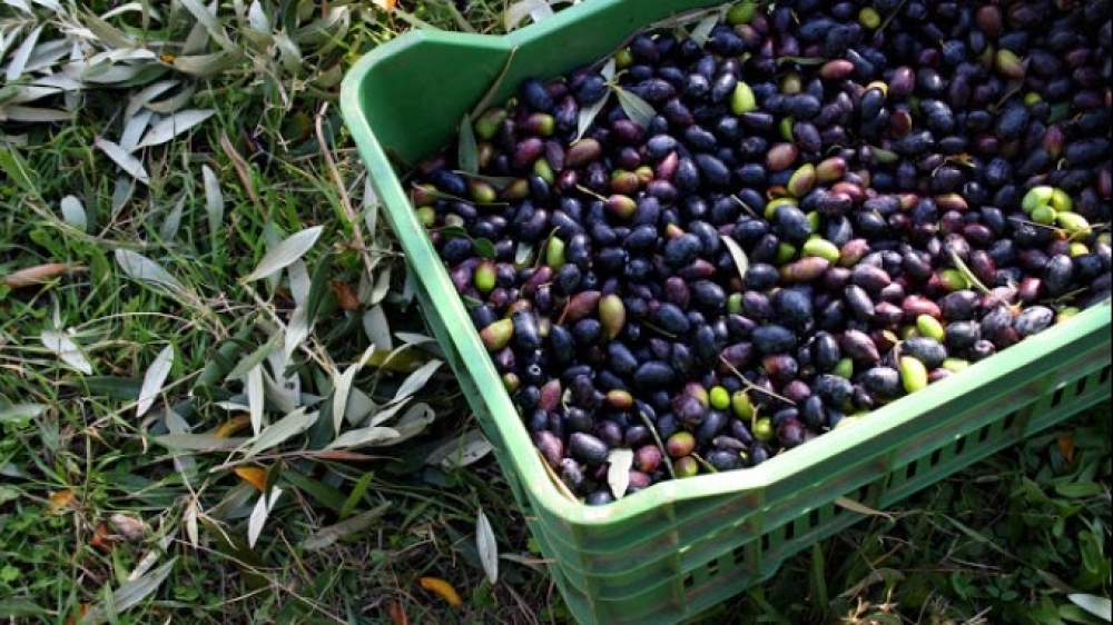 &laquo;Έ&phi;&upsilon;&gamma;&epsilon;&raquo; &eta; &Kappa;&alpha;&lambda;&alpha;&mu;ώ&nu; &kappa;&alpha;&iota; &tau;ώ&rho;&alpha; &lambda;ά&delta;&iota; &sigma;&tau;&eta; &Lambda;&alpha;&kappa;&omega;&nu;ί&alpha;