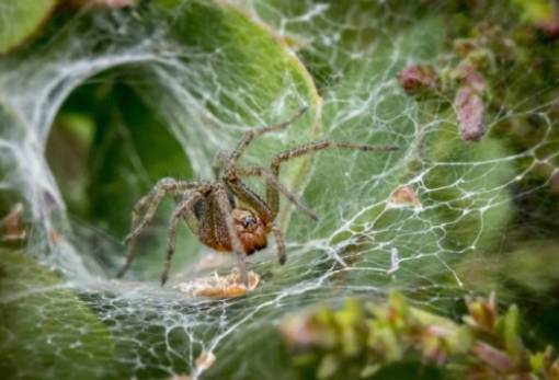 Ηχομονωτικούς ιστούς υφαίνουν οι αράχνες για να προστατεύονται από τους θορύβους της πόλης