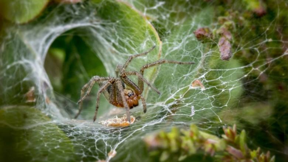 &Eta;&chi;&omicron;&mu;&omicron;&nu;&omega;&tau;&iota;&kappa;&omicron;ύ&sigmaf; &iota;&sigma;&tau;&omicron;ύ&sigmaf; &upsilon;&phi;&alpha;ί&nu;&omicron;&upsilon;&nu; &omicron;&iota; &alpha;&rho;ά&chi;&nu;&epsilon;&sigmaf; &gamma;&iota;&alpha; &nu;&alpha; &pi;&rho;&omicron;&sigma;&tau;&alpha;&tau;&epsilon;ύ&omicron;&nu;&tau;&alpha;&iota; &alpha;&pi;ό &tau;&omicron;&upsilon;&sigmaf; &theta;&omicron;&rho;ύ&beta;&omicron;&upsilon;&sigmaf; &tau;&eta;&sigmaf; &pi;ό&lambda;&eta;&sigmaf;