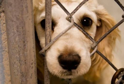 Δύο συλλήψεις για παράβαση νομοθεσίας ζώων συντροφιάς στη Σπάρτη