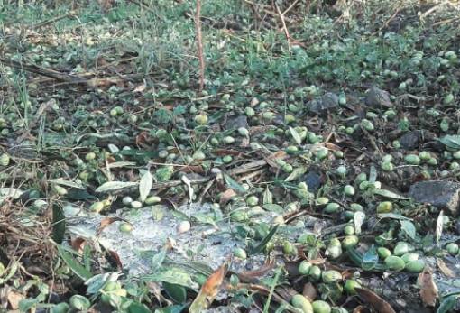 Βγήκαν τα πορίσματα ΕΛΓΑ για το περσινό χαλάζι σε Γεράκι-Βρονταμά