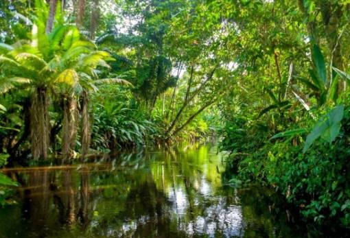 Το δάσος του Αμαζονίου «παλεύει» να ανακάμψει από την ξηρασία