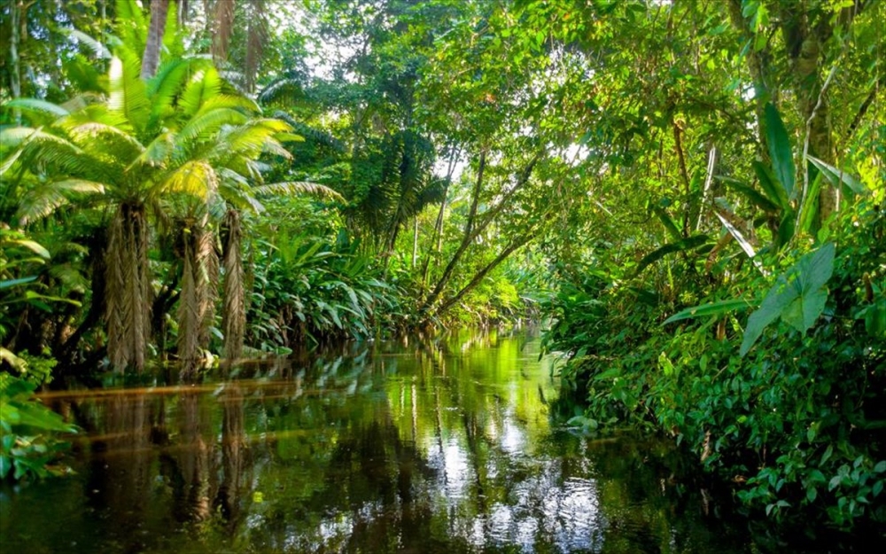 &Tau;&omicron; &delta;ά&sigma;&omicron;&sigmaf; &tau;&omicron;&upsilon; &Alpha;&mu;&alpha;&zeta;&omicron;&nu;ί&omicron;&upsilon; &laquo;&pi;&alpha;&lambda;&epsilon;ύ&epsilon;&iota;&raquo; &nu;&alpha; &alpha;&nu;&alpha;&kappa;ά&mu;&psi;&epsilon;&iota; &alpha;&pi;ό &tau;&eta;&nu; &xi;&eta;&rho;&alpha;&sigma;ί&alpha;