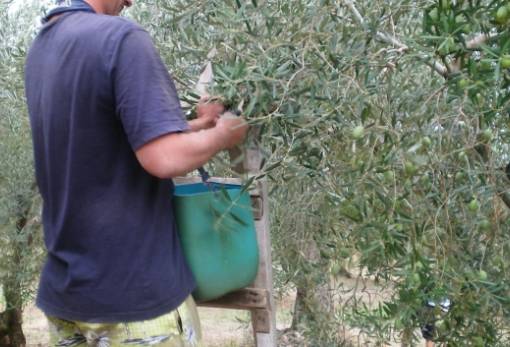 Πάνω από 1.500 εργάτες γης διεκδικεί η Λακωνία