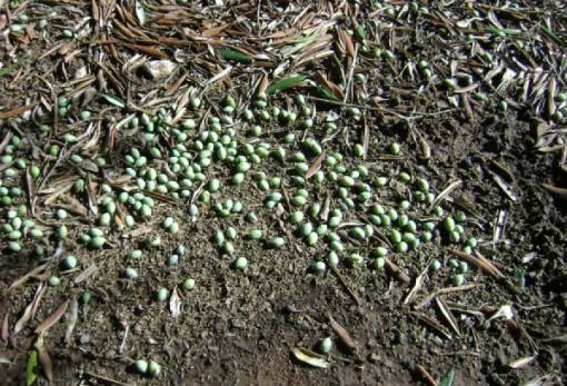 Δηλώσεις ζημιάς από χαλάζι για κοινότητες του Δ. Ευρώτα