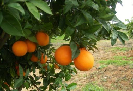 Στη «μέγγενη» παραμένει το πορτοκάλι στη Λακωνία