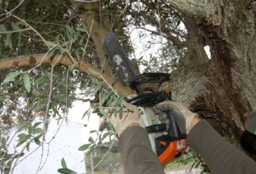 Οδηγίες για σωστή περιποίηση  των ελαιόδεντρων