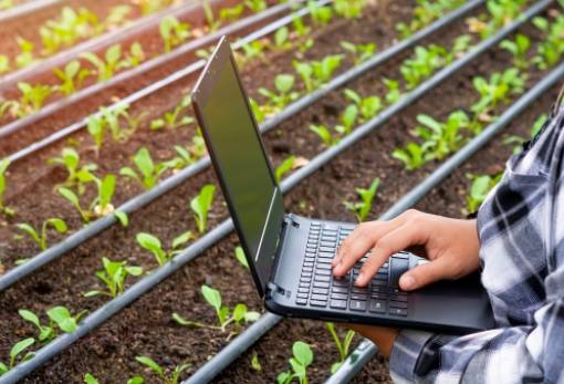 Διορθώσεις στην ΑΑΔΕ για αγροτεμάχια έως 20 στρέμματα που δεν πληρώθηκαν