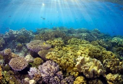 Εντοπίστηκε ο βαθύτερος κοραλλιογενής ύφαλος της Γης και είναι τεράστιος