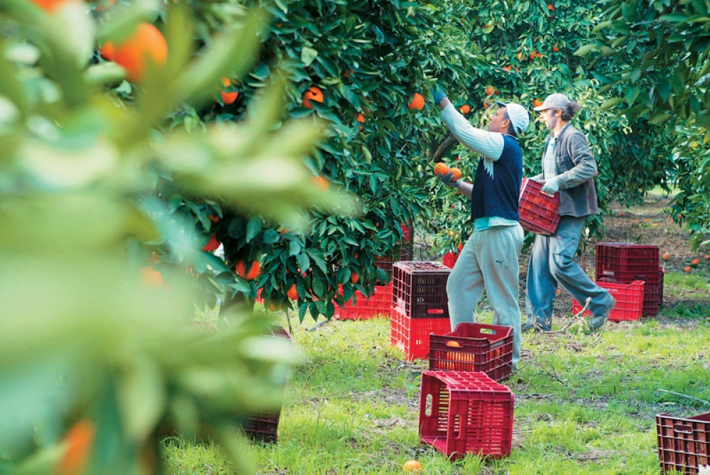&Epsilon;&rho;&gamma;ά&tau;&epsilon;&sigmaf; &gamma;&eta;&sigmaf; &alpha;&nu;&alpha;&zeta;&eta;&tau;ά &omicron; &Alpha;&Sigma;&Epsilon;&Epsilon; &laquo;&Lambda;&Alpha;&Kappa;&Omega;&Nu;&Iota;&Alpha;&raquo;