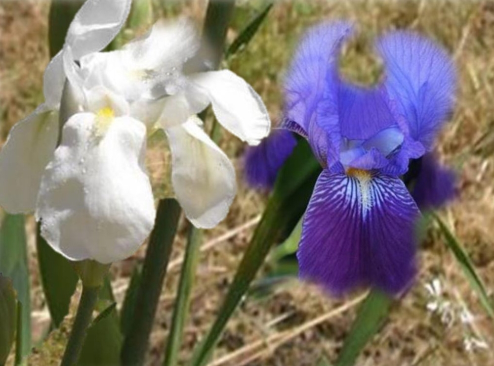 &Tau;&alpha; &kappa;&rho;ί&nu;&alpha; &tau;&eta;&sigmaf; &Lambda;&epsilon;&upsilon;&tau;&epsilon;&rho;&iota;ά&sigmaf;