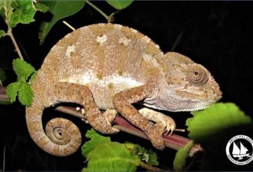 Αισιόδοξα νέα για τον αφρικανικό χαμαιλέοντα στην Πελοπόννησο