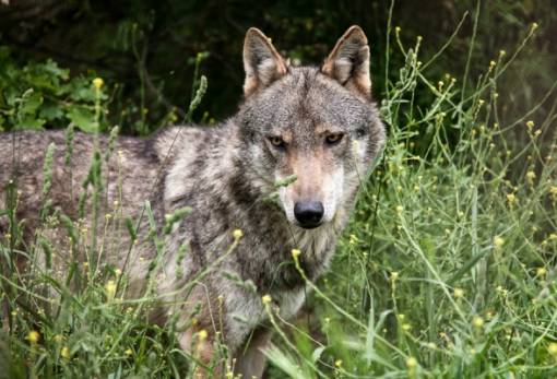 Αρκτούρος: Λύκαινες από την εμπόλεμη Ουκρανία μεταφέρθηκαν στη Φλώρινα