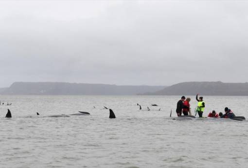 Αυστραλία: Νεκρές οι 380 από τις περίπου 470 φάλαινες- πιλότουςστις ακτές της Τασμανίας
