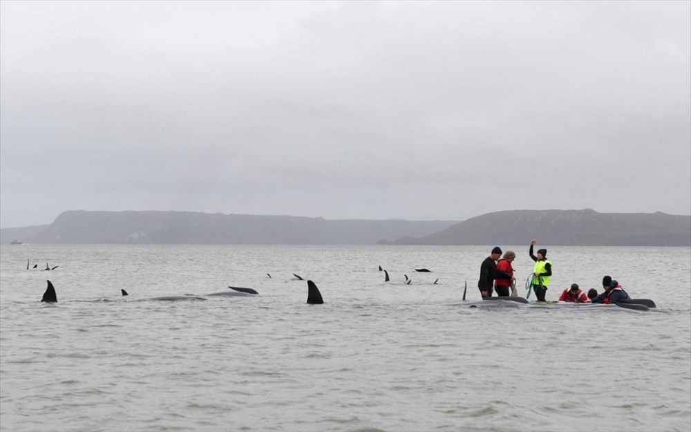 &Alpha;&upsilon;&sigma;&tau;&rho;&alpha;&lambda;ί&alpha;: &Nu;&epsilon;&kappa;&rho;έ&sigmaf; &omicron;&iota; 380 &alpha;&pi;ό &tau;&iota;&sigmaf; &pi;&epsilon;&rho;ί&pi;&omicron;&upsilon; 470 &phi;ά&lambda;&alpha;&iota;&nu;&epsilon;&sigmaf;- &pi;&iota;&lambda;ό&tau;&omicron;&upsilon;&sigmaf;&sigma;&tau;&iota;&sigmaf; &alpha;&kappa;&tau;έ&sigmaf; &tau;&eta;&sigmaf; &Tau;&alpha;&sigma;&mu;&alpha;&nu;ί&alpha;&sigmaf;