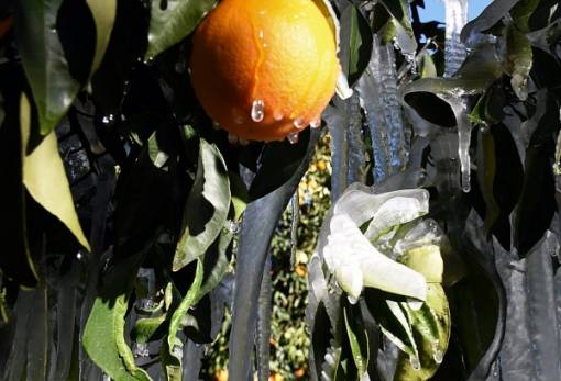 Ηλεκτρονική «ασπίδα» για τον παγετό