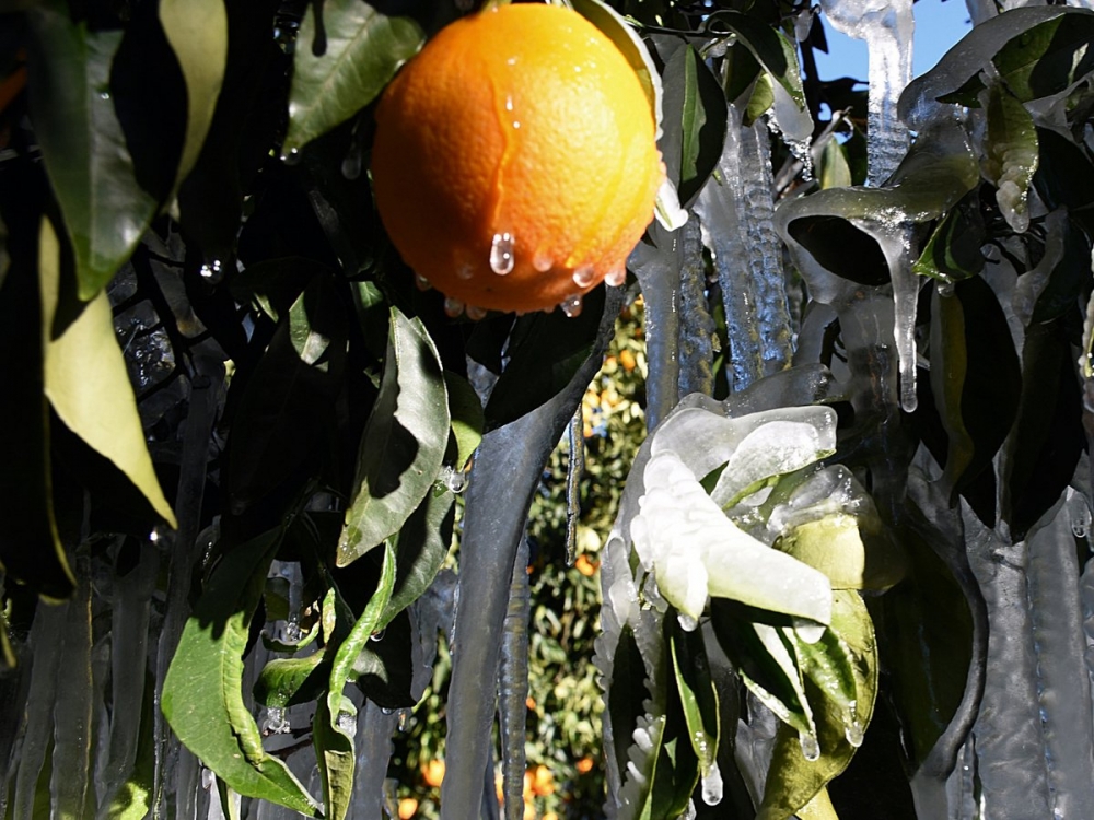 &Eta;&lambda;&epsilon;&kappa;&tau;&rho;&omicron;&nu;&iota;&kappa;ή &laquo;&alpha;&sigma;&pi;ί&delta;&alpha;&raquo; &gamma;&iota;&alpha; &tau;&omicron;&nu; &pi;&alpha;&gamma;&epsilon;&tau;ό