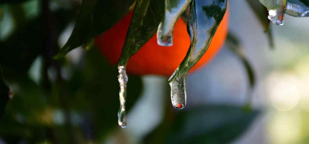 &Omicron; &alpha;&nu;&alpha;&pi;&omicron;&zeta;&eta;&mu;ί&omega;&tau;&omicron;&sigmaf; &pi;ά&gamma;&omicron;&sigmaf; έ&phi;&epsilon;&rho;&epsilon; &laquo;&theta;ύ&epsilon;&lambda;&lambda;&epsilon;&sigmaf;&raquo; &sigma;&tau;&eta; &Lambda;&alpha;&kappa;&omega;&nu;ί&alpha;