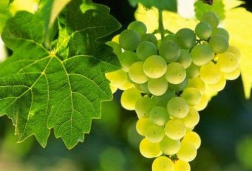 ΚΕΟΣΟΕ: Η γενετική βελτίωση του αμπελιού διαμορφώνεται στην Ευρώπη