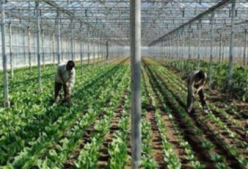 Ειδικές ρυθμίσεις για εργάτες γης ζητούν οι συνεταιρισμοί