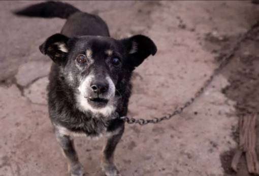 Σύλληψη άνδρα στη Μονεμβασιά λόγω κακομεταχείρισης σκύλων