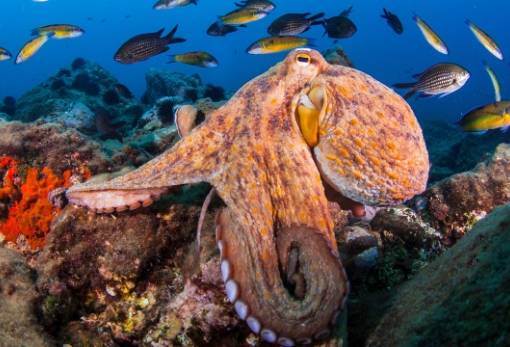 Ειδικοί του Πανεπιστημίου Οξφόρδης: «Τα χταπόδια πιθανόν να κατακτήσουν τον κόσμο»