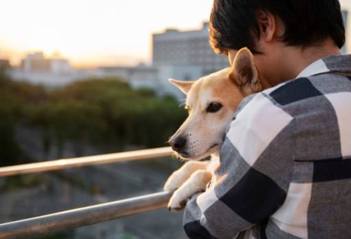 Υπουργείο Παιδείας: Πέμπτη 4 Απριλίου Πανελλήνια Σχολική Ημέρα Φιλοζωίας