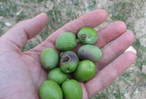 Προστασία από τον Δάκο - Όσα πρέπει να γνωρίζετε για τον σημαντικότερο εχθρό της ελιάς
