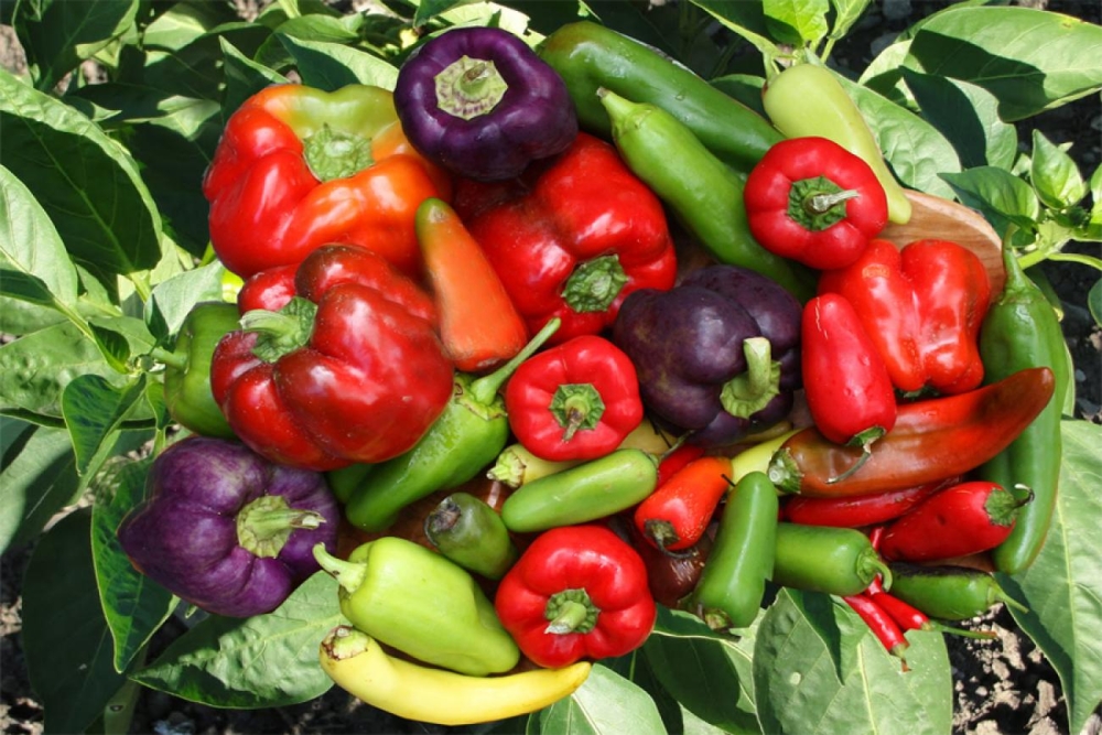 &Lambda;&alpha;&kappa;&omega;&nu;ί&alpha;: &Sigma;&tau;&omicron; &laquo;&mu;&iota;&kappa;&rho;&omicron;&sigma;&kappa;ό&pi;&iota;&omicron;&raquo; έ&nu;&tau;&omicron;&mu;&omicron; &pi;&omicron;&upsilon; &laquo;&chi;&tau;&upsilon;&pi;ά&raquo; &tau;&alpha; &kappa;&eta;&pi;&epsilon;&upsilon;&tau;&iota;&kappa;ά