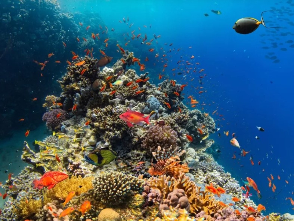 &Omicron;&iota; &kappa;&omicron;&rho;&alpha;&lambda;&lambda;&iota;&omicron;&gamma;&epsilon;&nu;&epsilon;ί&sigmaf; ύ&phi;&alpha;&lambda;&omicron;&iota;  &xi;&epsilon;&pi;έ&rho;&alpha;&sigma;&alpha;&nu; &tau;&omicron; &sigma;&eta;&mu;&epsilon;ί&omicron; &kappa;&alpha;&mu;&pi;ή&sigmaf; &laquo;&chi;&omega;&rho;ί&sigmaf; &epsilon;&pi;&iota;&sigma;&tau;&rho;&omicron;&phi;ή&raquo;