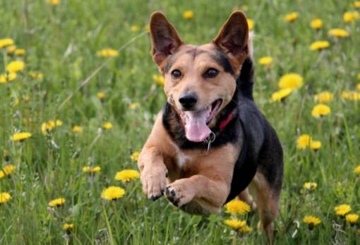 Χνουδωτές Διαδρομές: Άνοιξη, αλλεργίες και σκύλος