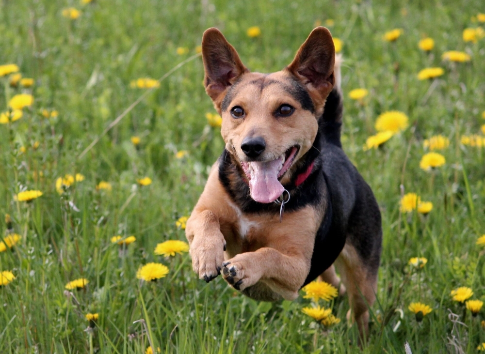 &Chi;&nu;&omicron;&upsilon;&delta;&omega;&tau;έ&sigmaf; &Delta;&iota;&alpha;&delta;&rho;&omicron;&mu;έ&sigmaf;: Ά&nu;&omicron;&iota;&xi;&eta;, &alpha;&lambda;&lambda;&epsilon;&rho;&gamma;ί&epsilon;&sigmaf; &kappa;&alpha;&iota; &sigma;&kappa;ύ&lambda;&omicron;&sigmaf;