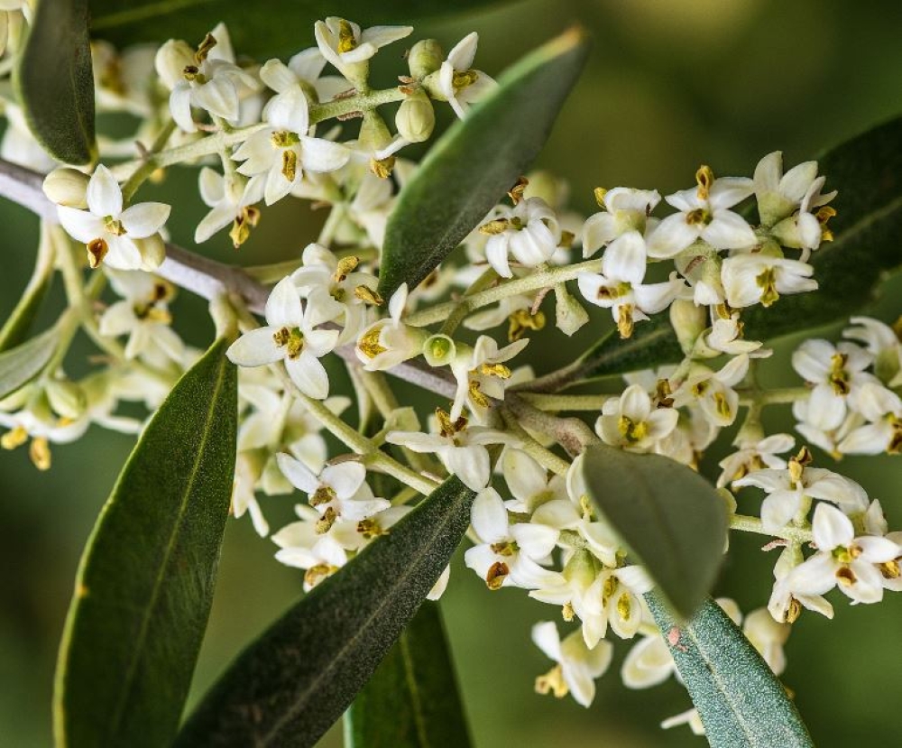 &Sigma;&tau;&omicron;&chi;&epsilon;&upsilon;&mu;έ&nu;&eta; &theta;&rho;έ&psi;&eta; &sigma;&tau;&eta;&nu; &epsilon;&lambda;&iota;ά: &Pi;ώ&sigmaf; &delta;&iota;&alpha;&phi;&upsilon;&lambda;&lambda;&iota;&kappa;ή &lambda;ί&pi;&alpha;&nu;&sigma;&eta; &kappa;&alpha;&iota; &upsilon;&delta;&rho;&omicron;&lambda;ί&pi;&alpha;&nu;&sigma;&eta; &kappa;ά&nu;&omicron;&upsilon;&nu; &tau;&eta; &delta;&iota;&alpha;&phi;&omicron;&rho;ά