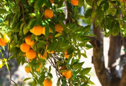 Απάντηση ΥπΑΑΤ σε Βελόπουλο για τη μικροκαρπία εσπεριδοειδών της Λακωνίας