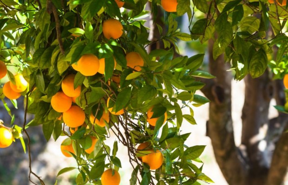 &Alpha;&pi;ά&nu;&tau;&eta;&sigma;&eta; &Upsilon;&pi;&Alpha;&Alpha;&Tau; &sigma;&epsilon; &Beta;&epsilon;&lambda;ό&pi;&omicron;&upsilon;&lambda;&omicron; &gamma;&iota;&alpha; &tau;&eta; &mu;&iota;&kappa;&rho;&omicron;&kappa;&alpha;&rho;&pi;ί&alpha; &epsilon;&sigma;&pi;&epsilon;&rho;&iota;&delta;&omicron;&epsilon;&iota;&delta;ώ&nu; &tau;&eta;&sigmaf; &Lambda;&alpha;&kappa;&omega;&nu;ί&alpha;&sigmaf;