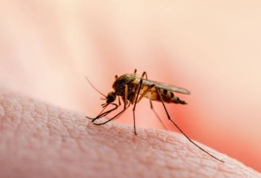Ιός Δυτικού Νείλου: Αυξημένα ποσοστά παρουσιάζει η χώρα μας