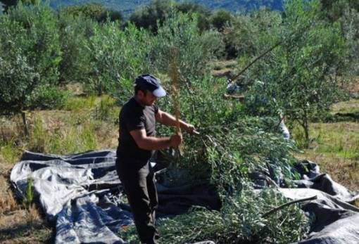 Εξεγείρονται για την επιβίωσή τους οι αγροτοκτηνοτρόφοι στον Δ. Ευρώτα