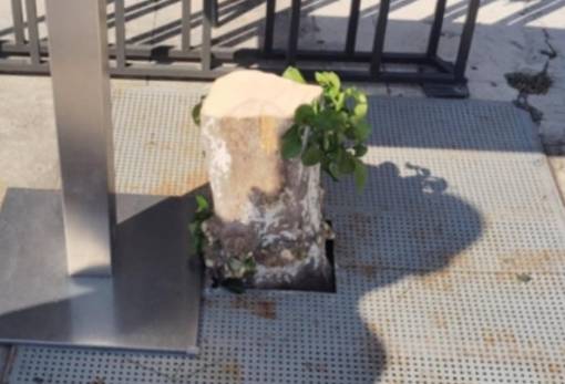 Το δικό σας σχόλιο: Νεραντζούλα κομμένη και όχι … φουντωμένη