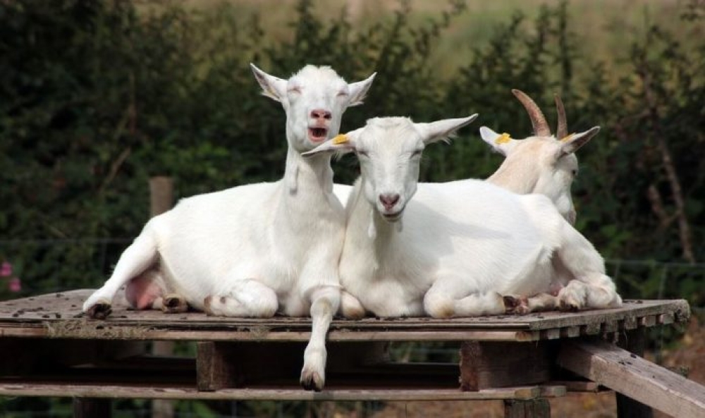 &Epsilon;&nu;&tau;&epsilon;ί&nu;&omicron;&nu;&tau;&alpha;&iota; &omicron;&iota; έ&lambda;&epsilon;&gamma;&chi;&omicron;&iota; &gamma;&iota;&alpha; &tau;&eta; &phi;&upsilon;&mu;&alpha;&tau;ί&omega;&sigma;&eta; &sigma;&epsilon; &zeta;ώ&alpha;