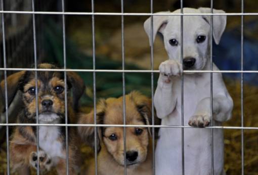 Προχωρά σε κατασκευή Δημοτικού Κυνοκομείου ο Δ. Ευρώτα