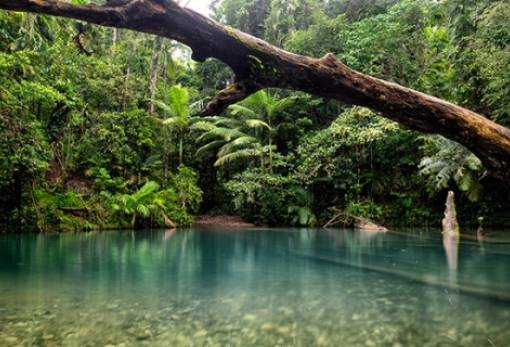 Στους Αβορίγινες της Αυστραλίας περνά η κυριότητα της αρχαιότερης ζούγκλας του κόσμου