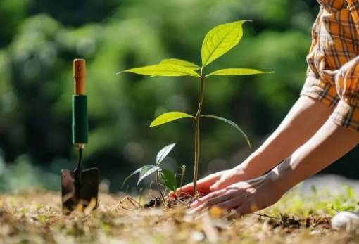 Δενδροφύτευση με το «Όλοι Μαζί Μπορούμε» για μια πιο πράσινη Σπάρτη